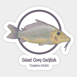 Giant Cory Catfish Sticker